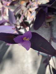 Tradescantia pallida