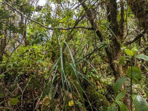 Gahnia vitiensis observed 2025-06-19