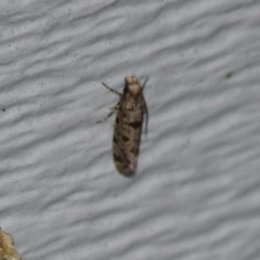 Amydria margoriella