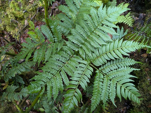 pala (Marattia douglasii)