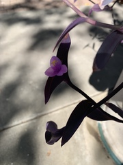 Tradescantia pallida