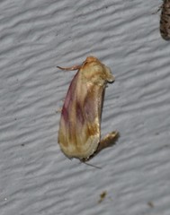 Chamaeclea basiochrea
