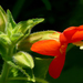 Scarlet Monkeyflower - Photo (c) James Gaither, some rights reserved (CC BY-NC-ND)