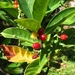 Psychotria mariana - Photo (c) David  Eickhoff, algunos derechos reservados (CC BY)