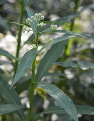 Verbesina walteri
