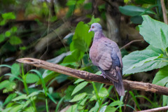 Nesoenas picturatus