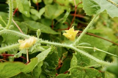 Cucumis dipsaceus