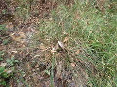Juncus coriaceus