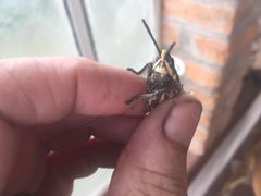 Dictyophorus griseus