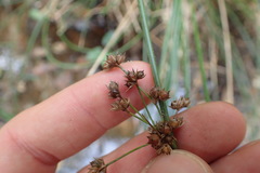 Juncus coriaceus