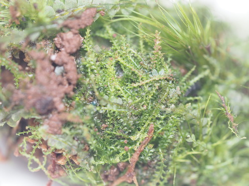 Cephalozia lucens
