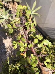 Portulacaria afra