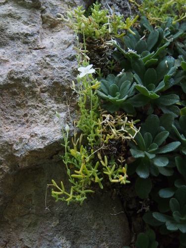 Primula allionii, photograph 4