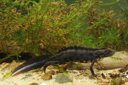 Lissotriton italicus