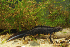 Italian Crested Newt photo 2