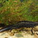 Italian Crested Newt - Photo (c) Benny Trapp, some rights reserved (CC BY)