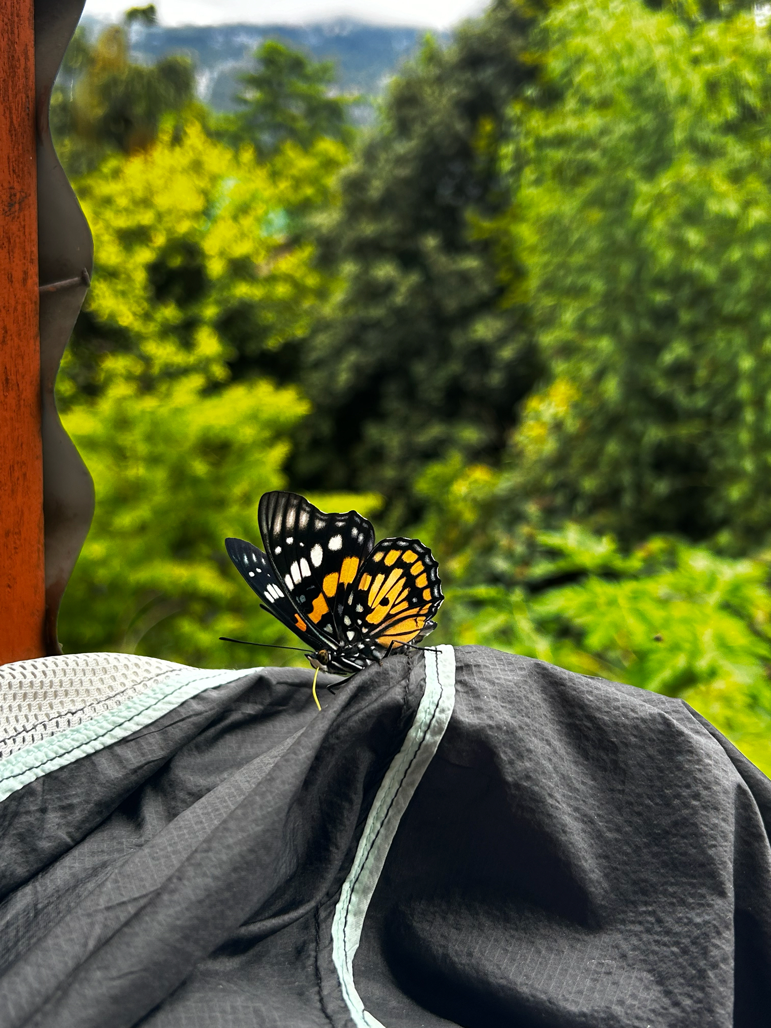 White-Spotted Courtier