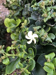 Carissa macrocarpa