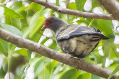 Alectroenas pulcherrimus