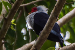 Alectroenas pulcherrimus