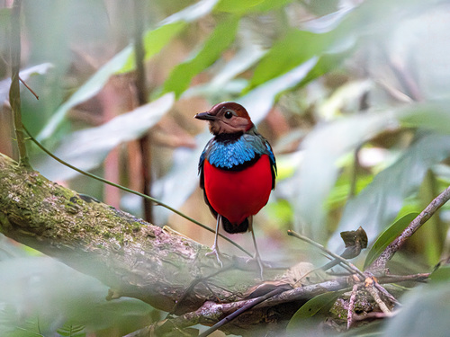 Sulawesi Pitta (Erythropitta celebensis), photo 2