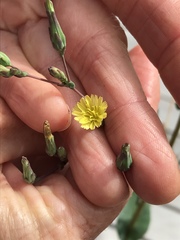 Lactuca serriola