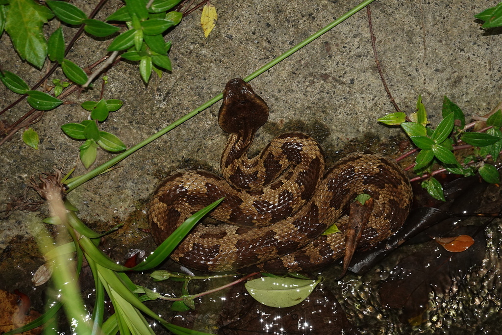 Ryukyu Island Pit Viper