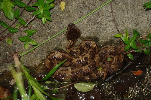 Ryukyu Island Pit Viper