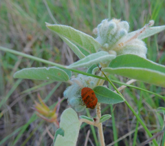 Orsilochides stictica