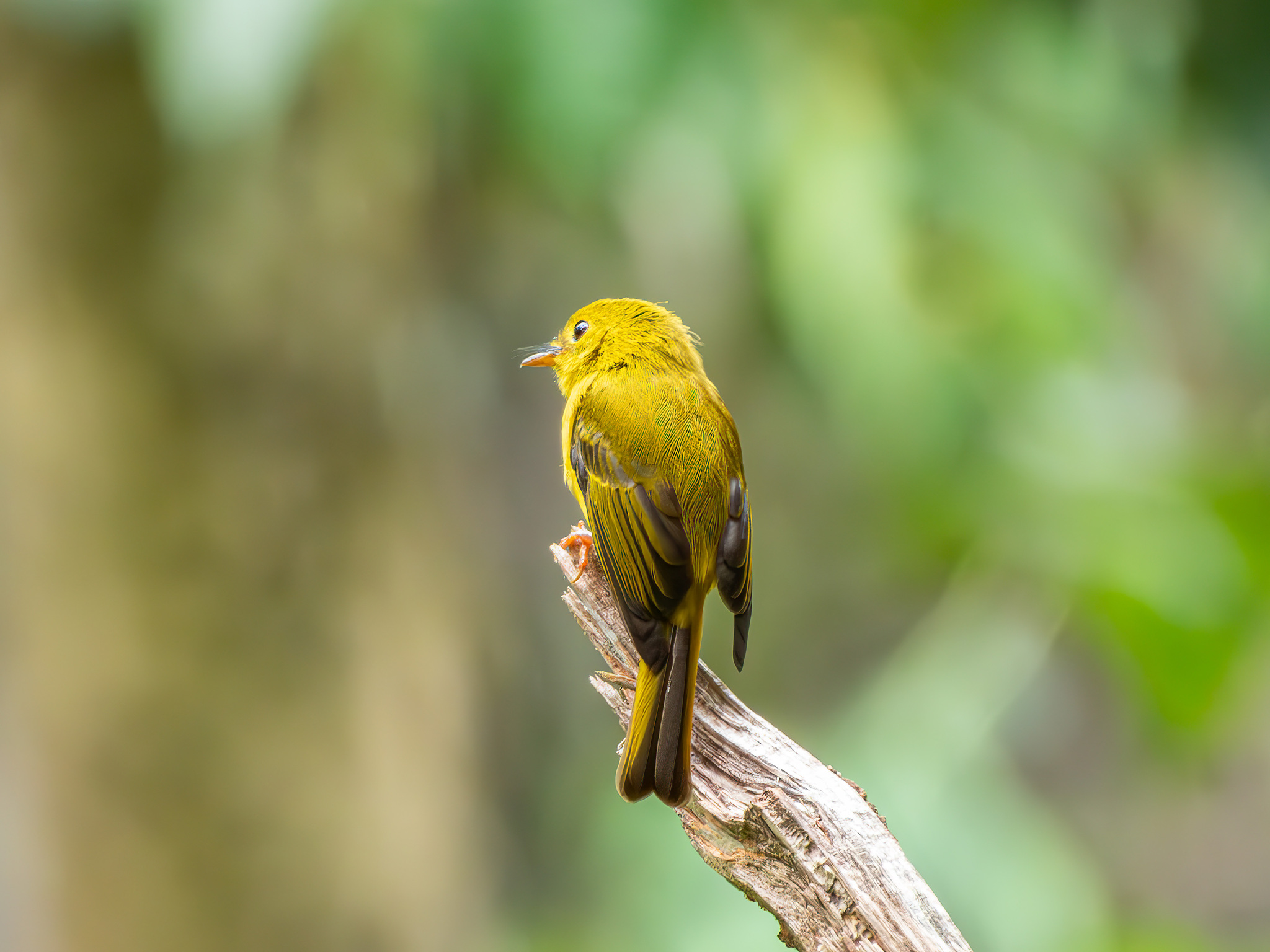 Citrine Canary-flycatcher (Culicicapa helianthea), photo 3