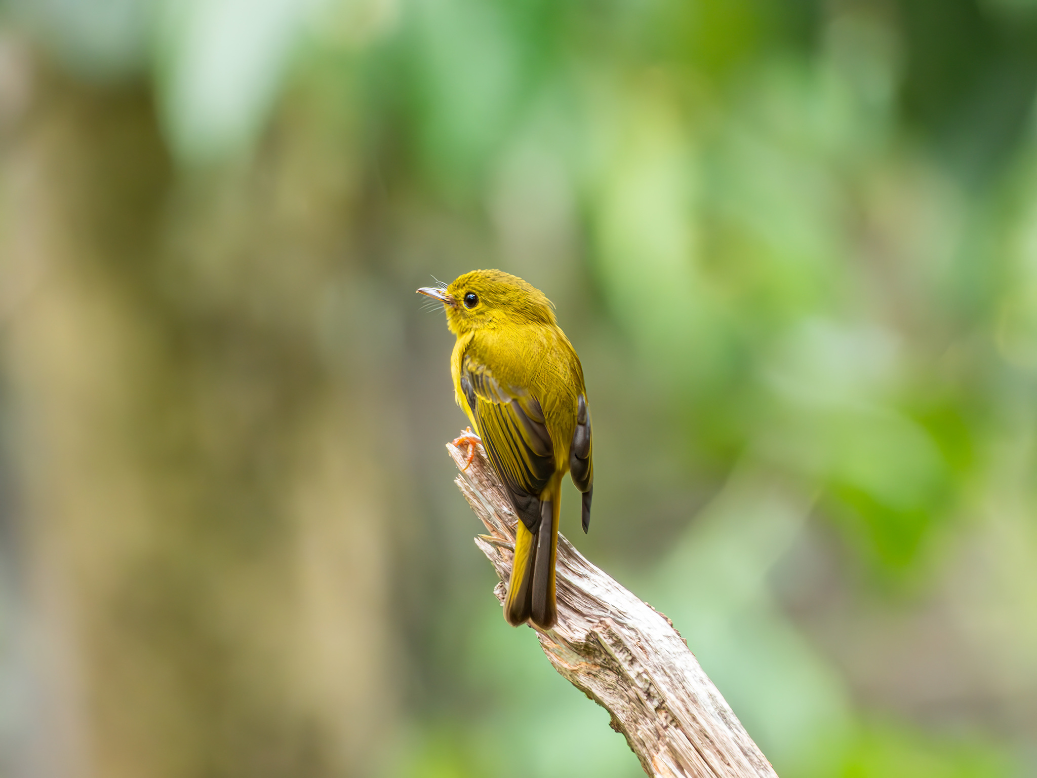 Citrine Canary-flycatcher (Culicicapa helianthea), photo 2