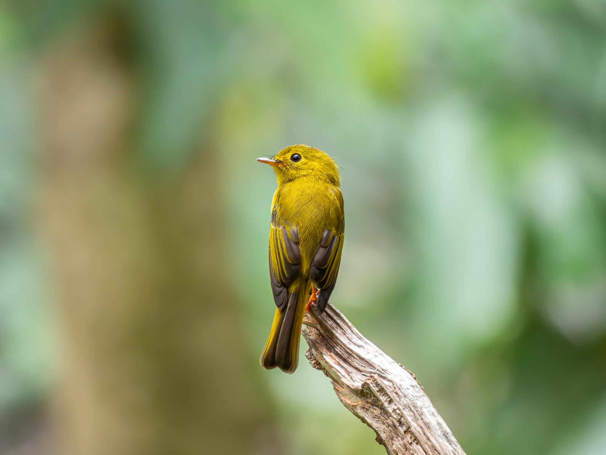 Citrine Canary-flycatcher (Culicicapa helianthea), photo 4
