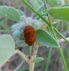 Orsilochides stictica