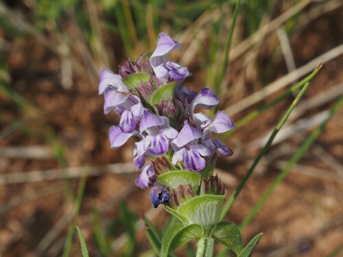 Prunella hyssopifolia (Prunella hyssopifolia)