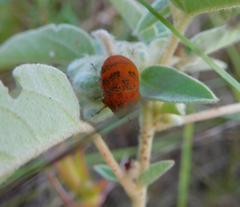 Orsilochides stictica