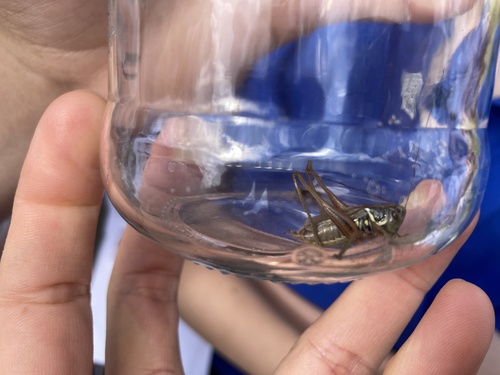 Roesel's Bush-cricket, UWC Maastricht, Maastricht, Limburg, NL, photo 7 of 10