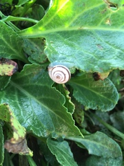Helicella itala