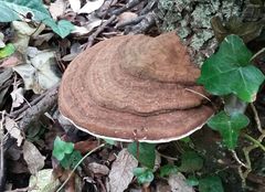 Ganoderma adspersum