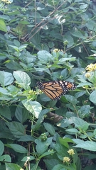 Danaus plexippus