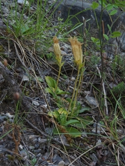 Gentiana ligustica, photograph author not stated, no rights reserved