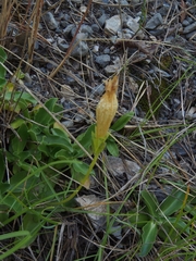 Gentiana ligustica, photograph author not stated, no rights reserved