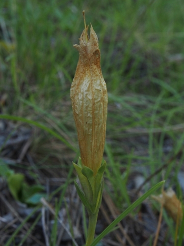 Gentiana ligustica, photograph 4
