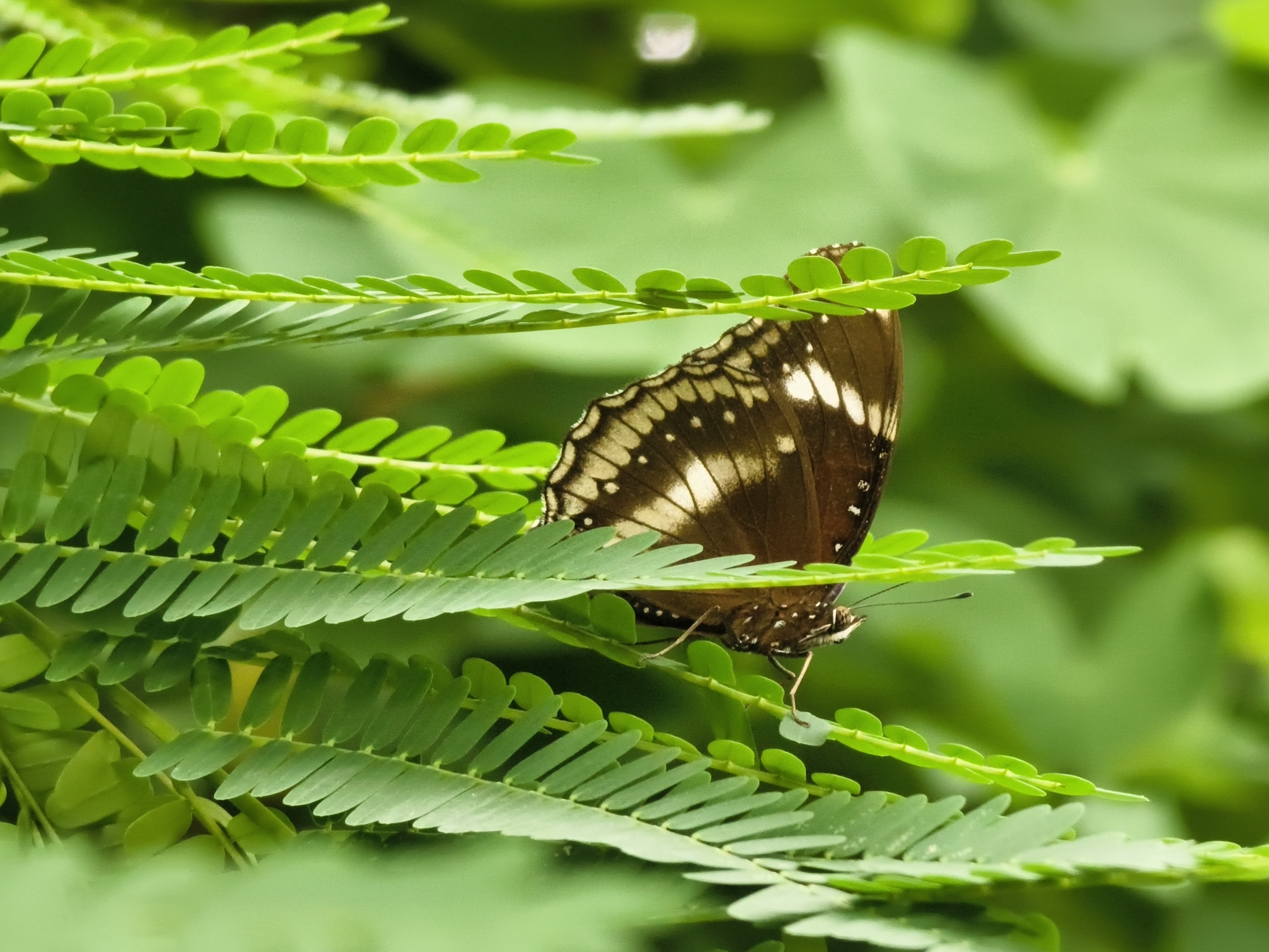 Great Eggfly