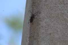 Gnaphalodes trachyderoides