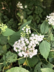 Ageratina altissima