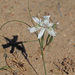 Moraea filicaulis - Photo (c) Felix Riegel,  זכויות יוצרים חלקיות (CC BY-NC), הועלה על ידי Felix Riegel