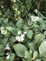 Ageratina altissima