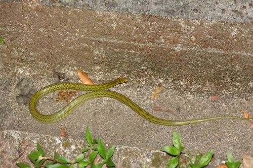 Ryukyu Green Snake