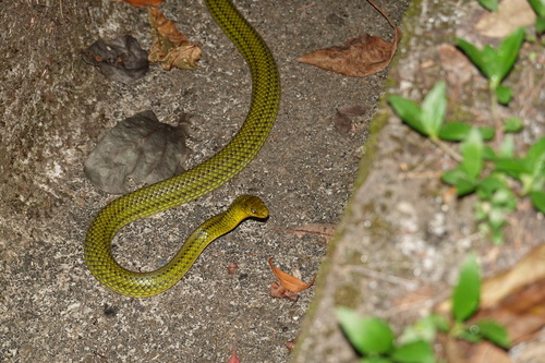 Ryukyu Green Snake