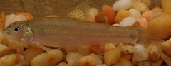 Notropis sabinae